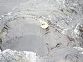 Duck Race - Photo 4